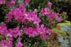 calostrotum ssp calostrotum-3